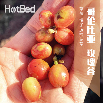 【温床咖啡 特殊处理】哥伦比亚大树庄园玫瑰谷 明星产品果香炸裂