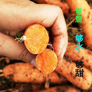 云南老品种山地种植露天非大棚迷你新鲜水果胡萝卜3斤29.6元 包邮