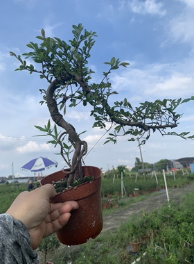 飘枝榔榆盆景