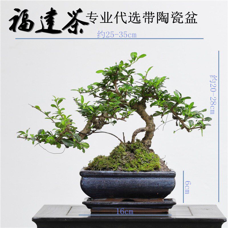 新品悬崖游龙福建茶盆景四季青开造型盆景