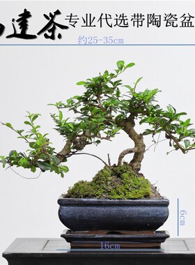 新品悬崖游龙福建茶盆景四季青开花结果好养耐养盆栽