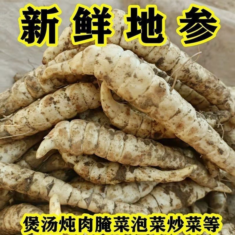 2025地参新鲜现挖地笋泽兰根地蚕蔬菜煲汤新鲜现挖冬虫夏草纯野生