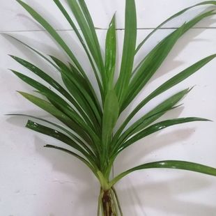 香兰叶苗1株 斑兰叶苗斑斓苗盆景盆栽叶子可做点心蛋糕香料