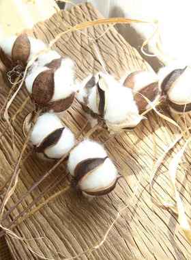 自然棉花枝自然干花仿真花厂家家居装饰婚庆手捧花墙假花MW61101