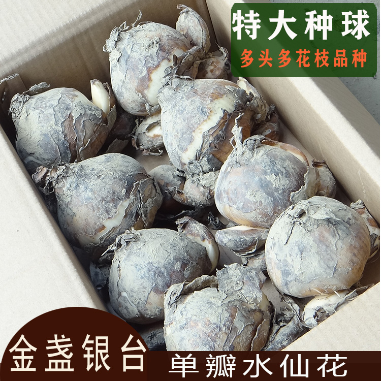正宗漳州水仙花大种球单瓣金盏银台水培花卉植物原产地基地直发