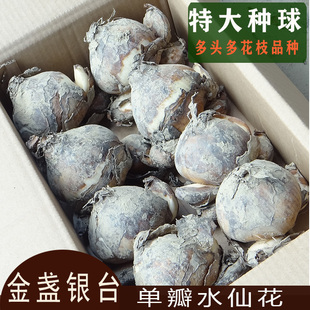 正宗漳州水仙花大种球单瓣金盏银台水培花卉植物原产地基地直发