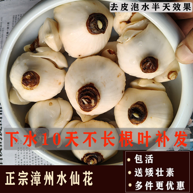正宗漳州水仙花种球种子多花水仙盆栽 冬季水培水养花卉基地特价