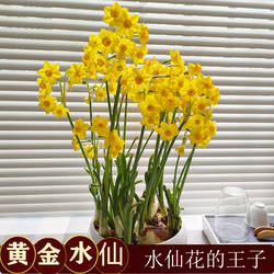 漳州黄金水仙花种球黄色新品种室内水培花卉黄花稀有多花清香型