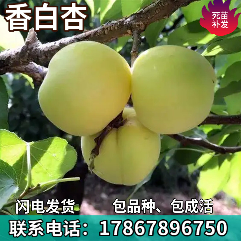 香白杏树苗南北方地栽种植特大杏嫁接杏子果树苗盆栽树苗当年结果