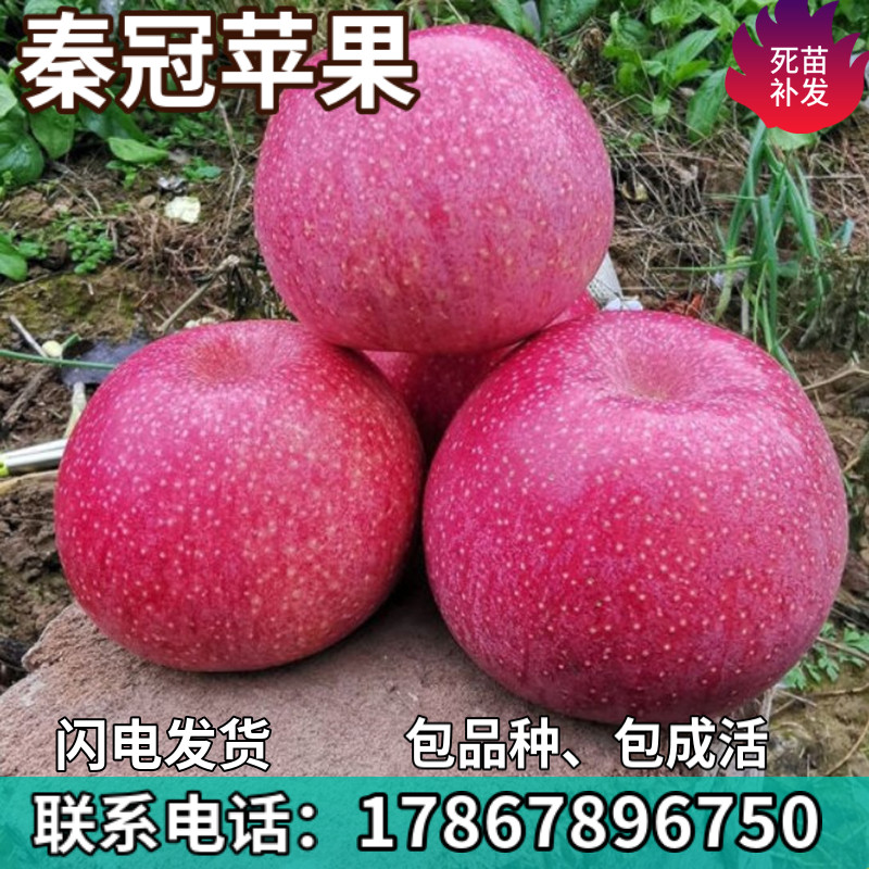 秦冠苹果果树苗南北方庭院地栽盆栽种植特大果嫁接果树苗当年结果