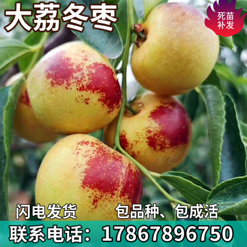 大荔冬枣树苗南北方庭院地栽盆栽苗嫁接特大枣子树苗活苗当年结果