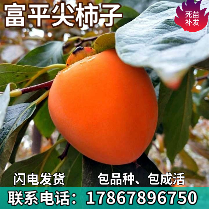 富平尖柿子树苗南北方庭院地栽盆栽种植特大果嫁接果树苗当年结果