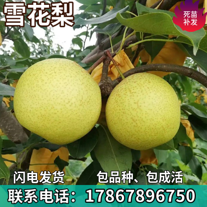 雪花梨果树苗南北方地栽庭院阳台盆栽种植特大果嫁接树苗当年结果
