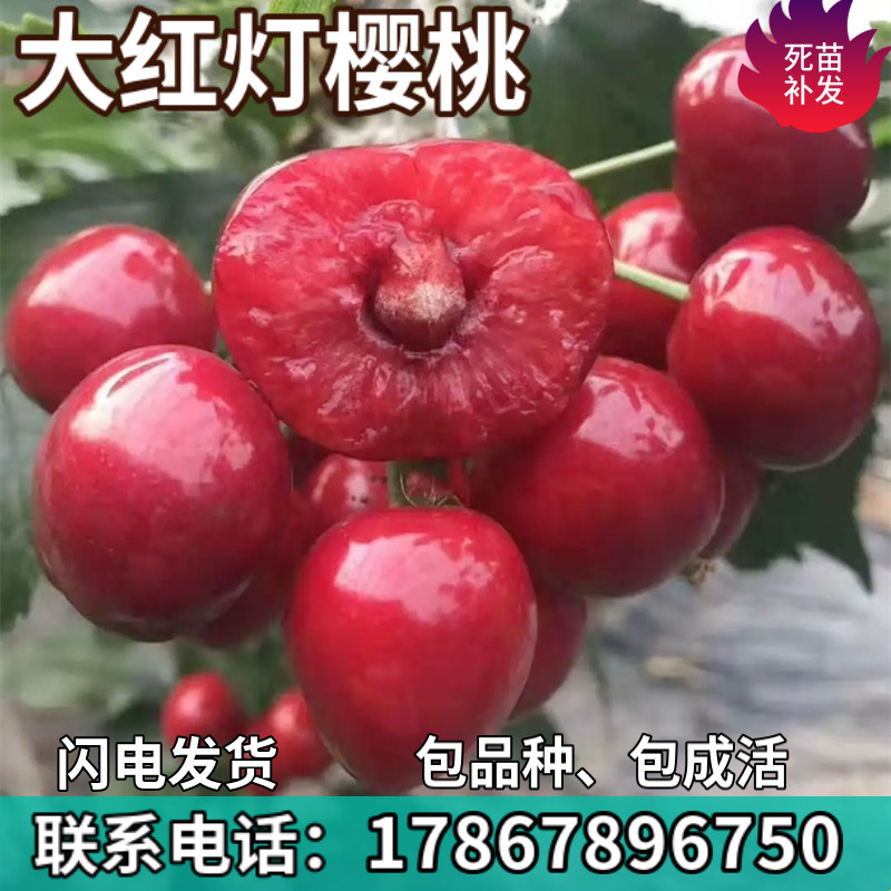 大红灯樱桃苗南北方地栽车厘子树苗盆栽特大嫁接樱桃树苗当年结果