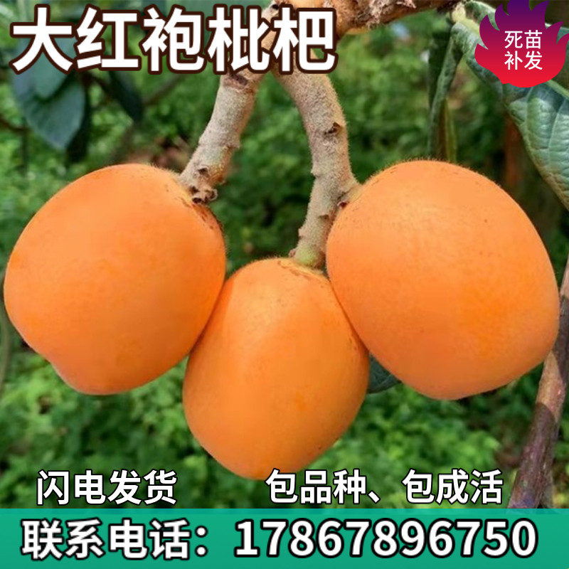 大红袍枇杷树苗特大果嫁接盆栽庭院地栽果树苗南北方种植当年结果