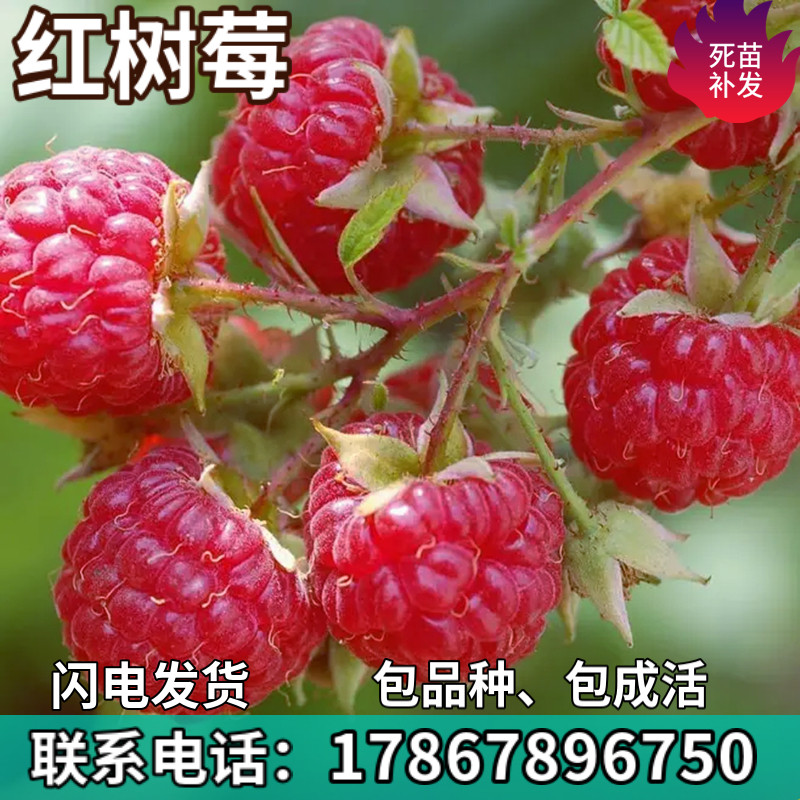 红树莓苗双季覆盆子果树苗庭院阳台盆栽地栽苗南北方种植当年结果