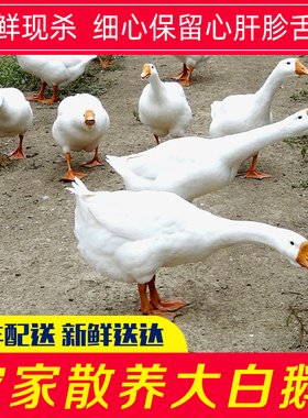 农家散养新鲜大白鹅放养大鹅土鹅现杀生鹅肉仔鹅冷冻白条鹅非老鹅