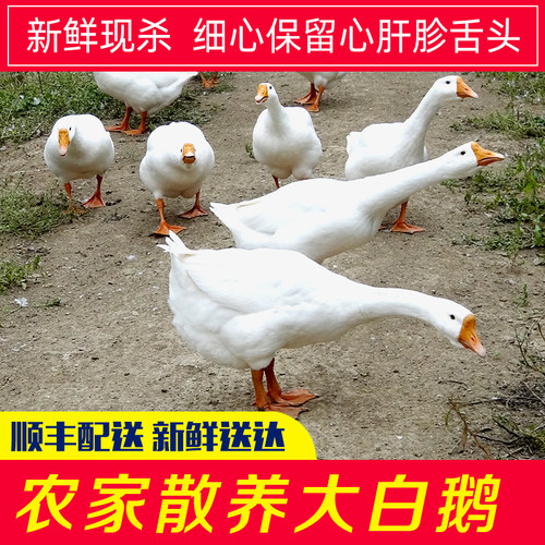 农家散养大鹅肉现杀速冻新鲜送达