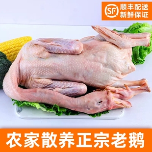铁锅炖大鹅 整只现杀冷冻新鲜 2年老鹅 农场散养老鹅土鹅肉大白鹅