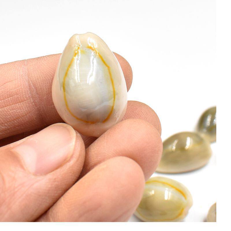 元宝贝化石马达加斯加迷你钱贝金钱贝壳贝币原料地质科普教学标本