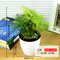 Money tree, gardenia, pothos, asparagus fern, aloe vera, small potted flowers, office green plants, fresh flowers, hydroponic plants thumbnail 4