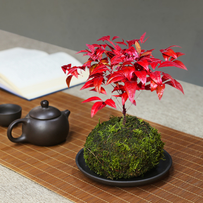 火焰南天竹盆栽苔藓球盆景植物耐寒绿植四季好养盆栽桌面创意盆景