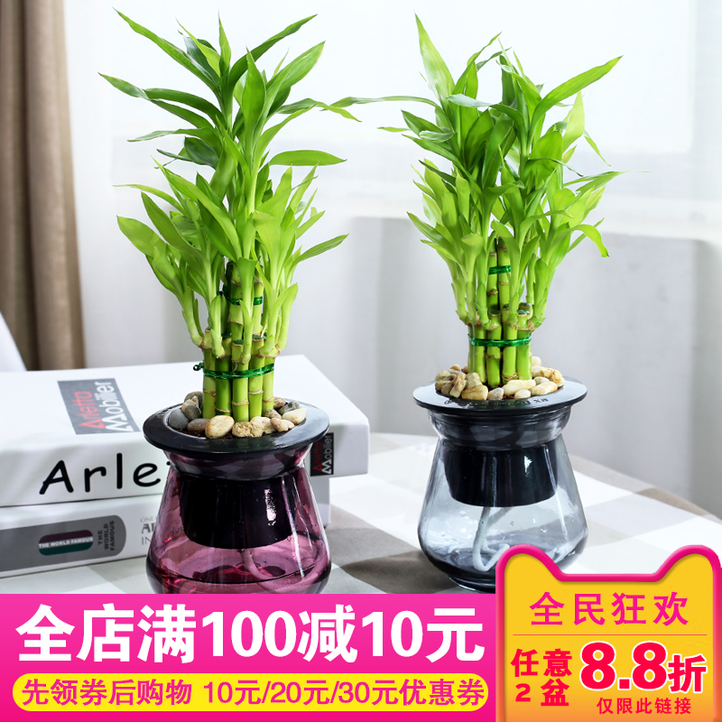 富貴竹盆栽植物 觀葉盆景辦公室內桌面凈化空氣小綠植盆栽
