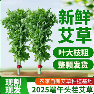 新鲜艾草端午节整颗整束干艾草门挂窗挂件饰干艾叶泡澡泡脚一整束