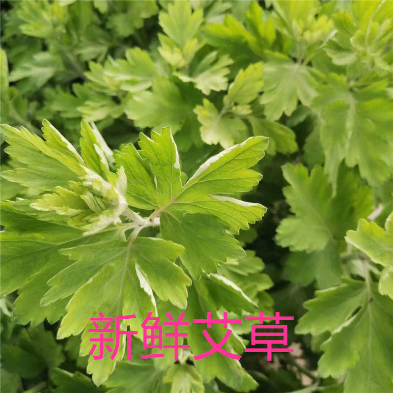 新鲜艾草野生整颗艾叶长棵艾叶草绣球/木绣球/圆锥乔