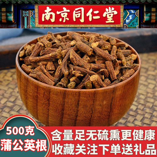 同仁堂蒲公英根野生大根