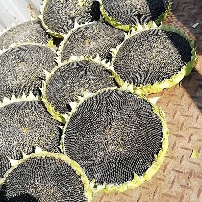 中科茂华蔬菜种子油巨人油葵种子非转基因三系杂交榨油葵种子