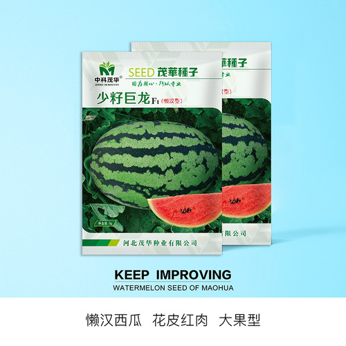 中科茂华杂交西瓜种子少籽巨龙懒汉栽培西瓜瓜果蔬菜种子大果红瓤