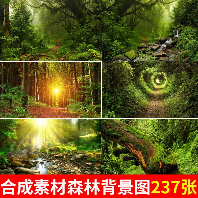 超大高清背景图ps合成设计素材绿色森林热带雨林大树枝干自然风景