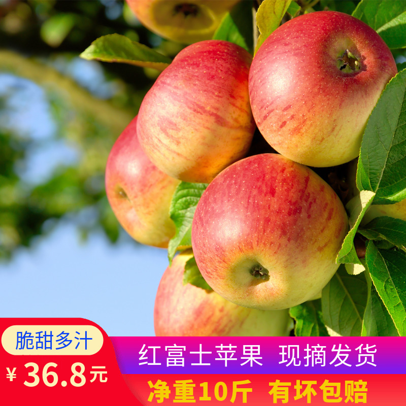 2018现摘新鲜苹果10斤装现货当季红富士苹果小苹果早熟富士苹果
