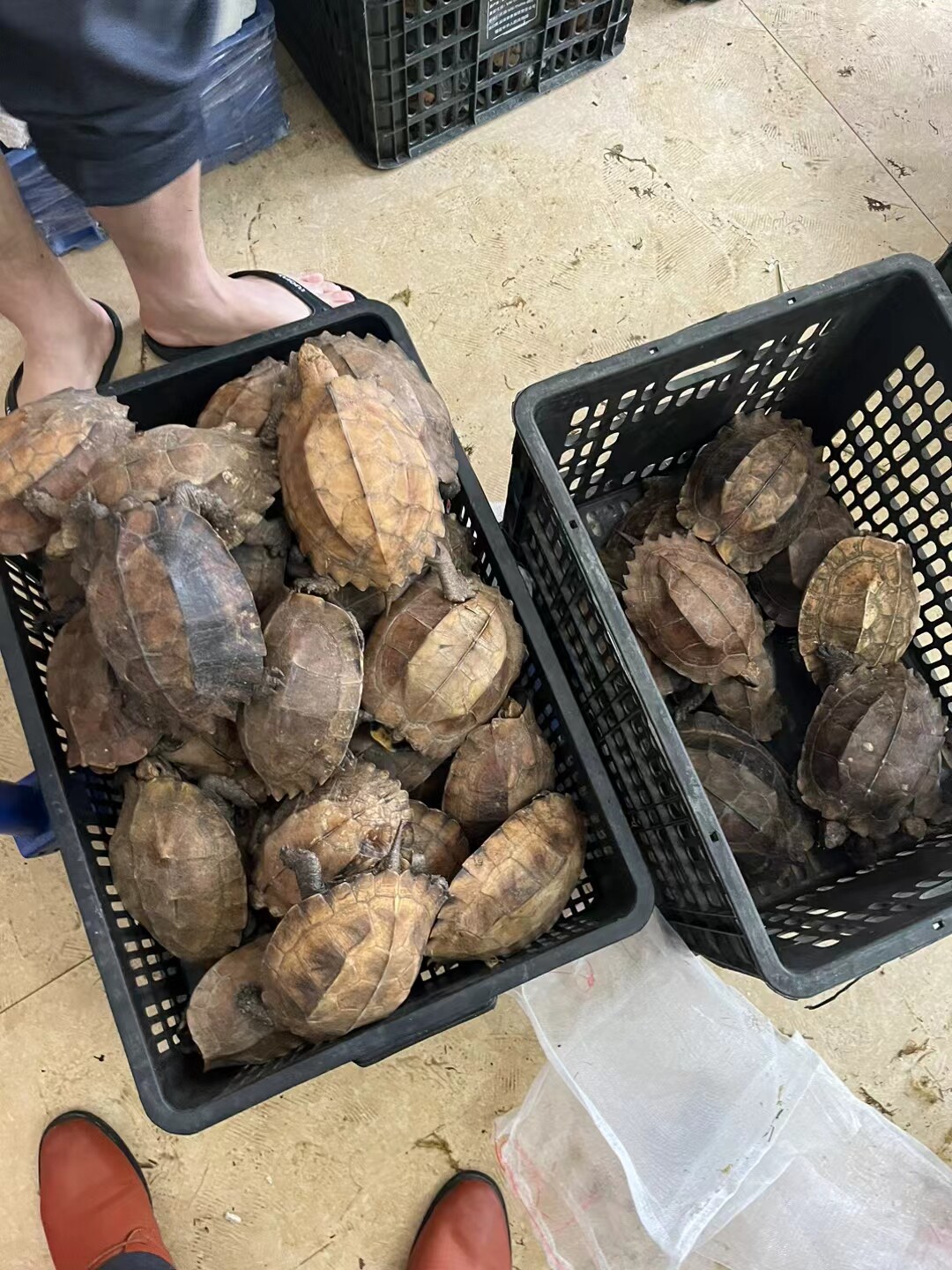 锯缘龟乌龟宠物活体半水龟公母自龟/鳖