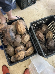 锯缘龟乌龟宠物活体半水龟公母自选