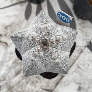 306实生日系矮脚恩冢鸾凤玉带盆带土发货