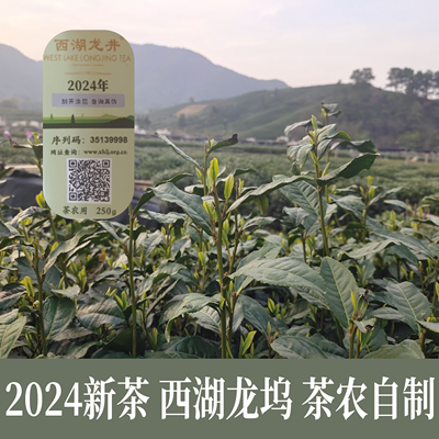 杭州西湖产区龙井 茶农自产自销 正宗雨前特级绿茶 浓香型250g