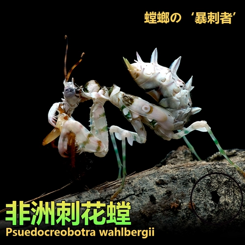 Бесплатная доставка место китайское большое нож молитва, живые личинки, домашние животные домашние животные животные живые богодовые