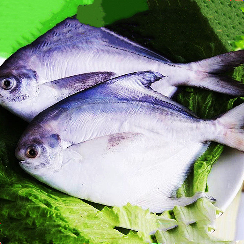 宁波特产东海银鲳鱼海捕新鲜水产冷冻白鲳鱼肉鲳鲳鳊鱼平鱼2条1斤