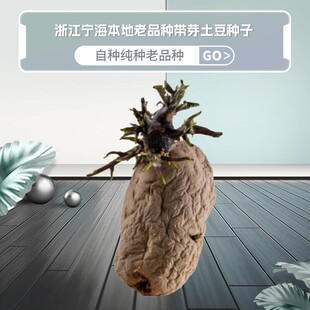 浙江宁海本地老品种洋芋种农家自种蔬菜马铃薯黄金带芽小土豆种子