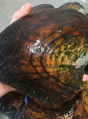 山下湖珍珠蚌河蚌自己开紫色爱迪生单珠蚌淡水鲜活蚌可养包邮diy