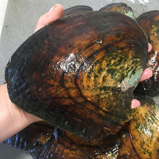 山下湖珍珠蚌河蚌自己开紫色爱迪生单珠蚌淡水鲜活蚌可养包邮diy