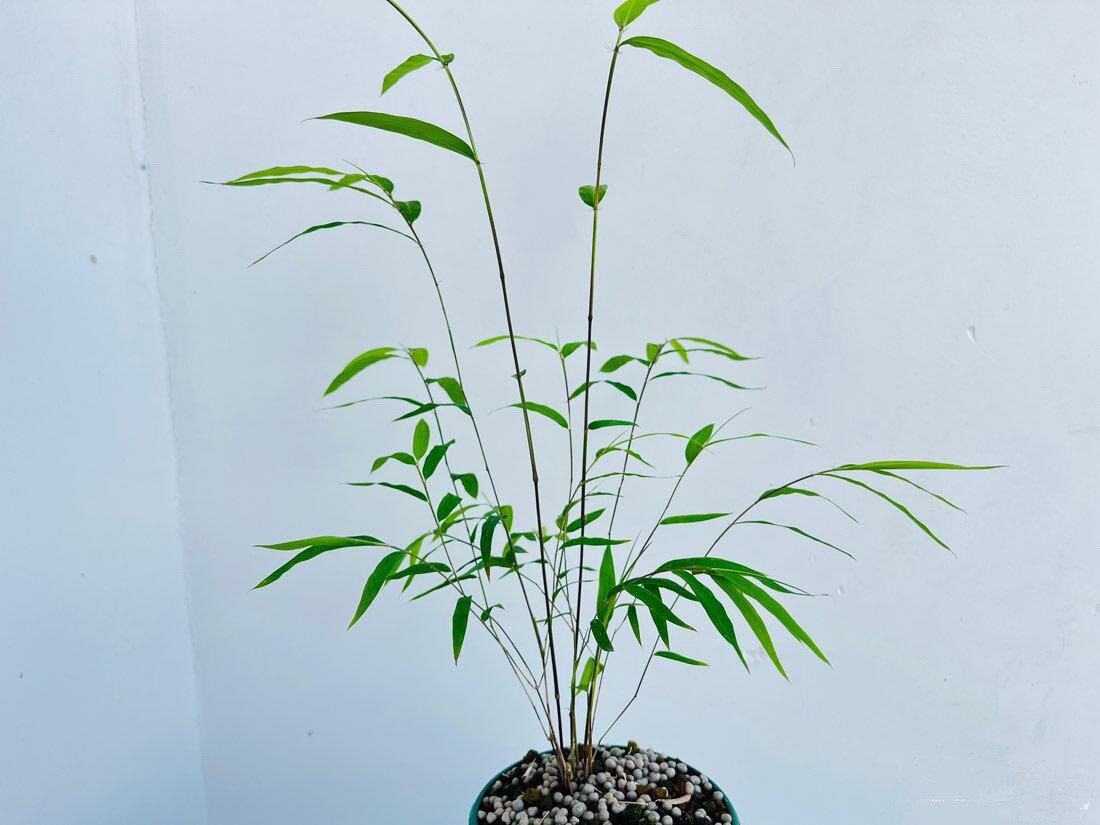 正宗内门竹盆栽竹子苗台湾茶桌观叶绿植桌面绿植盆景竹子室内盆栽