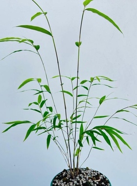 正宗内门竹盆栽竹子苗台湾茶桌观叶绿植桌面绿植盆景竹子室内盆栽
