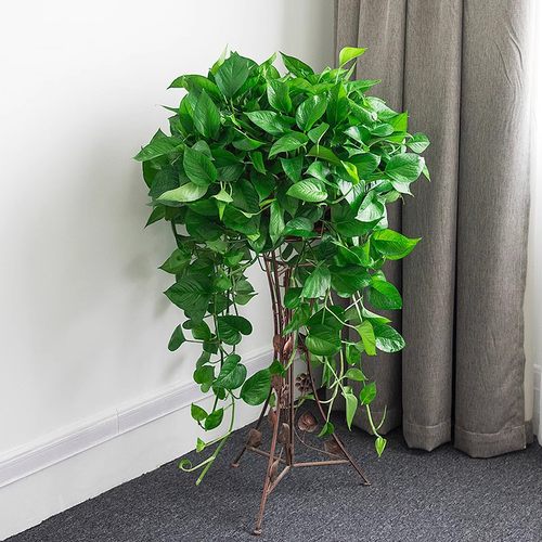 绿萝客厅办公室净化空气基地直销