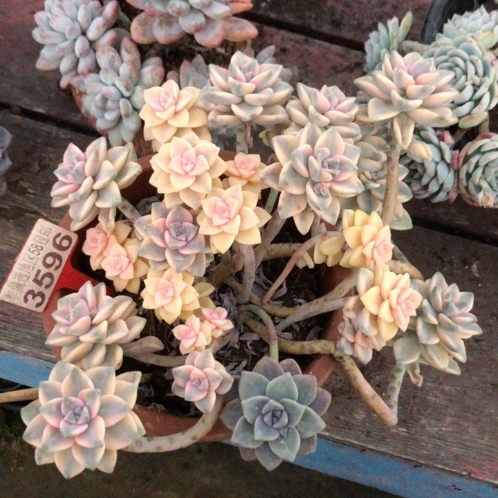 整桩无砍超大超美悬崖老桩美杏锦3596,鲜花速递/花卉仿真/绿植园艺,多肉植物,淘宝优惠券,粉丝福利购,淘宝优惠卷