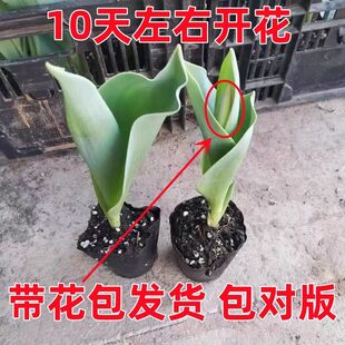 基地直发郁金香盆栽带土带花苞发货女神节礼物阳台卧室办公室花卉