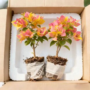 勤花新品季节爆花三角梅老桩盆栽耐旱绿植花卉庭院阳台好养活盆栽