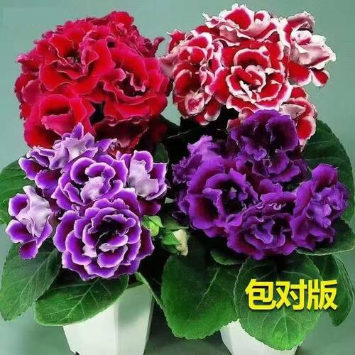 大岩桐带花苞芙蓉花重瓣大岩桐重瓣带花四季好养室内阳台盆栽新款